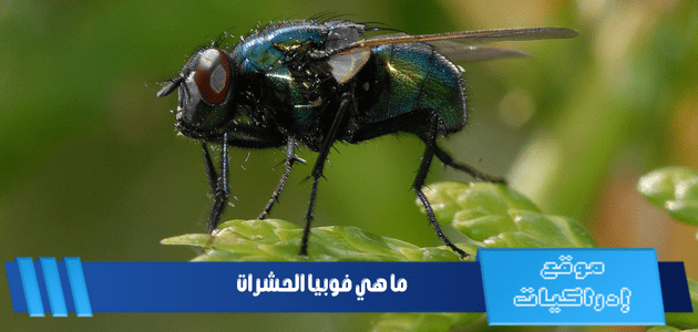 ما هي فوبيا الحشرات