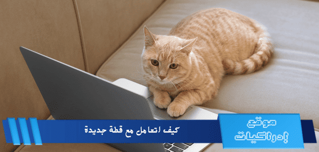 كيف اتعامل مع قطة جديدة